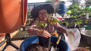 วิธีปลูกเสน่ห์จันทร์ประกายดาวด่างชมพู#ไม้มงคล #เสน่ห์จันทร์#ยกยอด#ยายภรณ์ชาแนล