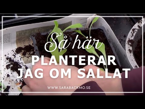 Video: När Ska Man Plantera Kinakål För Plantor 2019: Allmänna Datum Och Månkalender