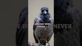 The Bird That Never Forgets a Face #Crows #AnimalIntelligence  #SmartBirds #ScienceShorts #Corvids
