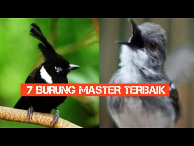 7 BURUNG MASTER TERBAIK class=