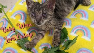 Kitten recovering from illness gets catnip for the first time 😻🌿 by AZDesertRain 4,830 views 1 year ago 4 minutes, 45 seconds