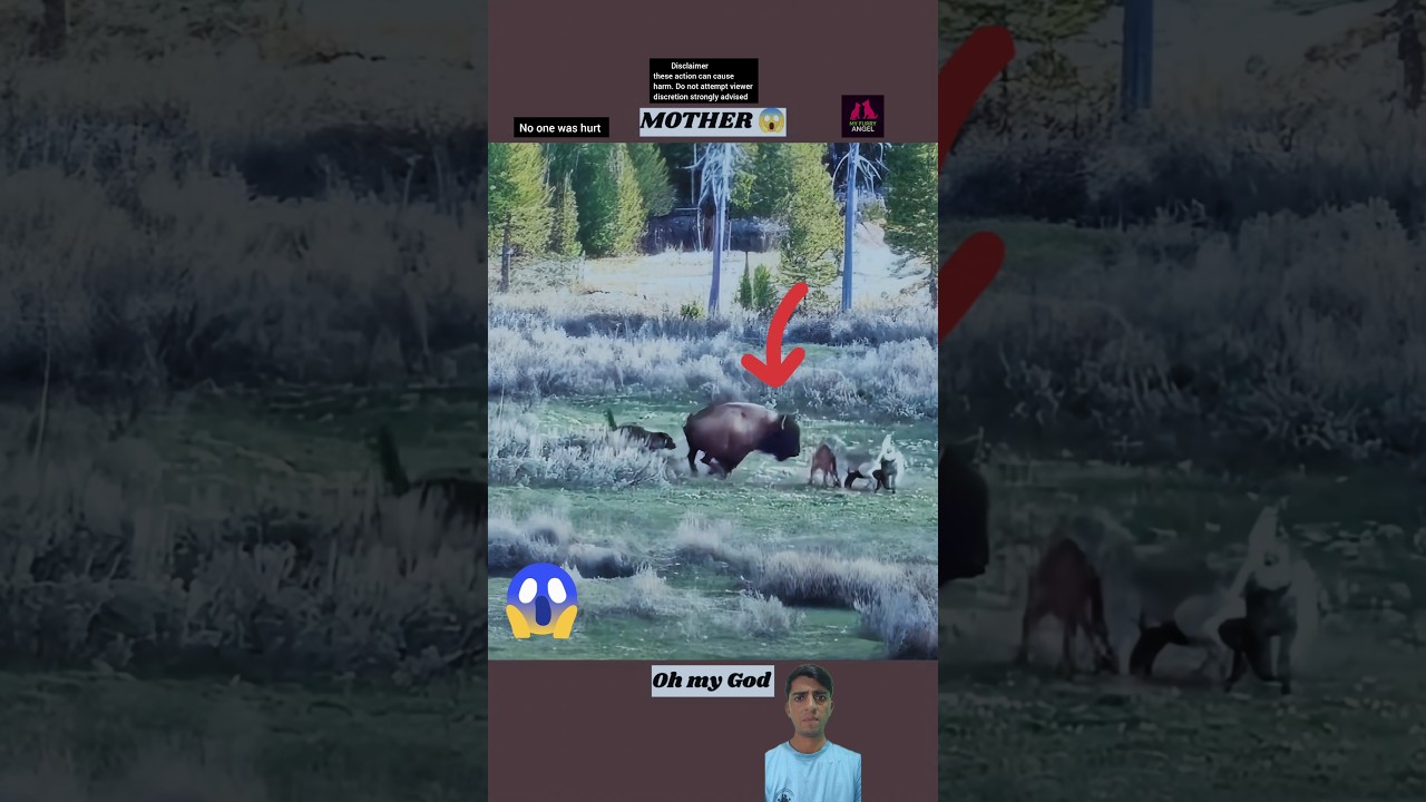 Wolves Attack a Blue Cow but Fail 😱 | 