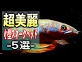【厳選】60cm水槽で飼える！おすすめ小型スネークヘッド5選【淡水魚 アクアリウム】