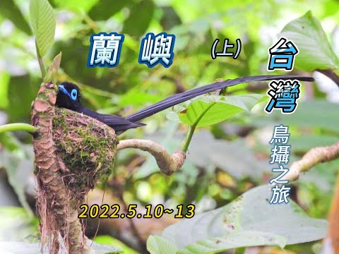 2022.5蘭嶼賞鳥(上)黑綬帶 蘭嶼角鴞 棕耳鵯 低地繡眼 藍磯鶇......等等