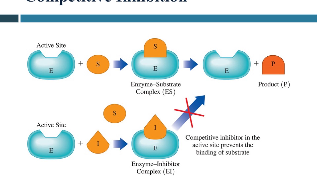 16 6 Factors Affecting Enzyme Activity Video YouTube 16-6-factors-affecting-enzyme-activity-video-youtube