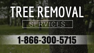 Tree Removal Bluff City TN | Professional Tree Removal Services