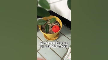 #귀여운 #강아지 #애견영상 #공감 #공던지기