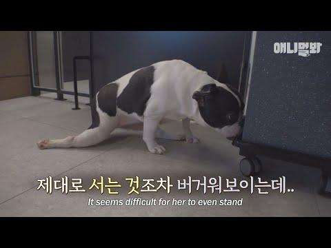 다신 걸을 수 없을거라던 강아지에게 말도 안되는 일이 일어났습니다ㅣDog Is Gifted A New <strong>Life</strong> <strong>Right</strong> Before Being Euthanized