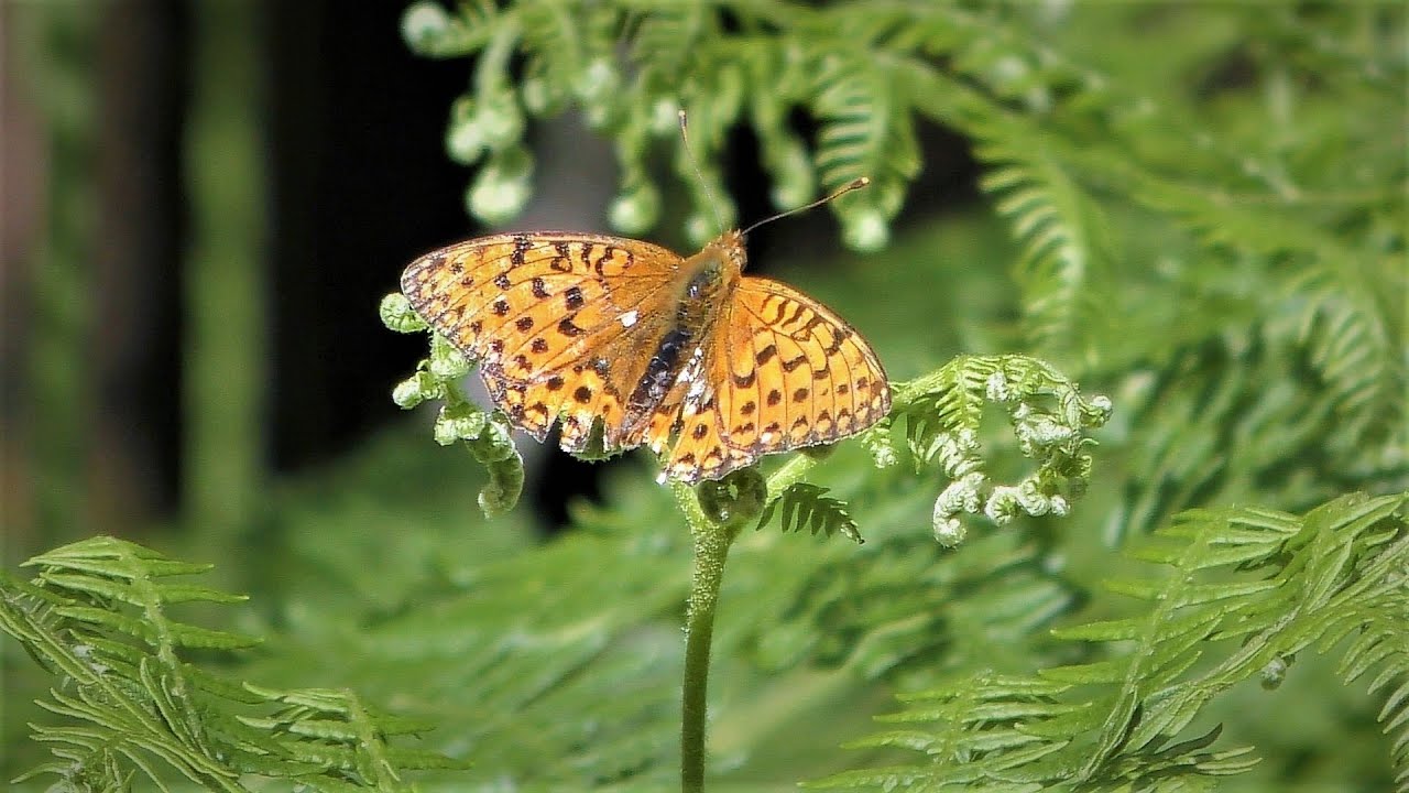 Butterflies of Europe with name and relaxing music in 4K
