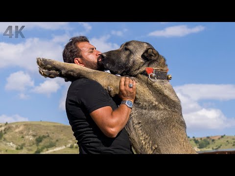 Köpeklere Adanan Bir Ömür-Kangal Krallığı | Belgesel 4K