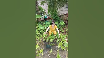 Đặt lợp cá lóc đồng mùa nước nổi #xuhuong2024 #xuhuongyoutube #321shorts #shrots