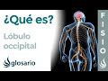 LÓBULO OCCIPITAL | Qué es, ubicación, cómo funciona, qué controla y lesiones