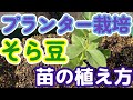 ソラマメ栽培（プランター）＃1～ソラマメの苗を植えてみよう～