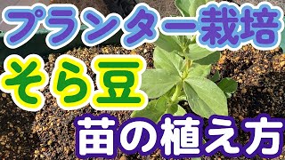 ソラマメ栽培 プランター 1 ソラマメの苗を植えてみよう Youtube