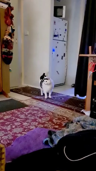 Video Original kucing bilang 'tolol'' 😂