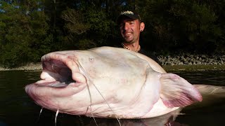 WORLD RECORD ALBINO CATFISH 220 LBS x 8 FEET by YURI GRISENDI