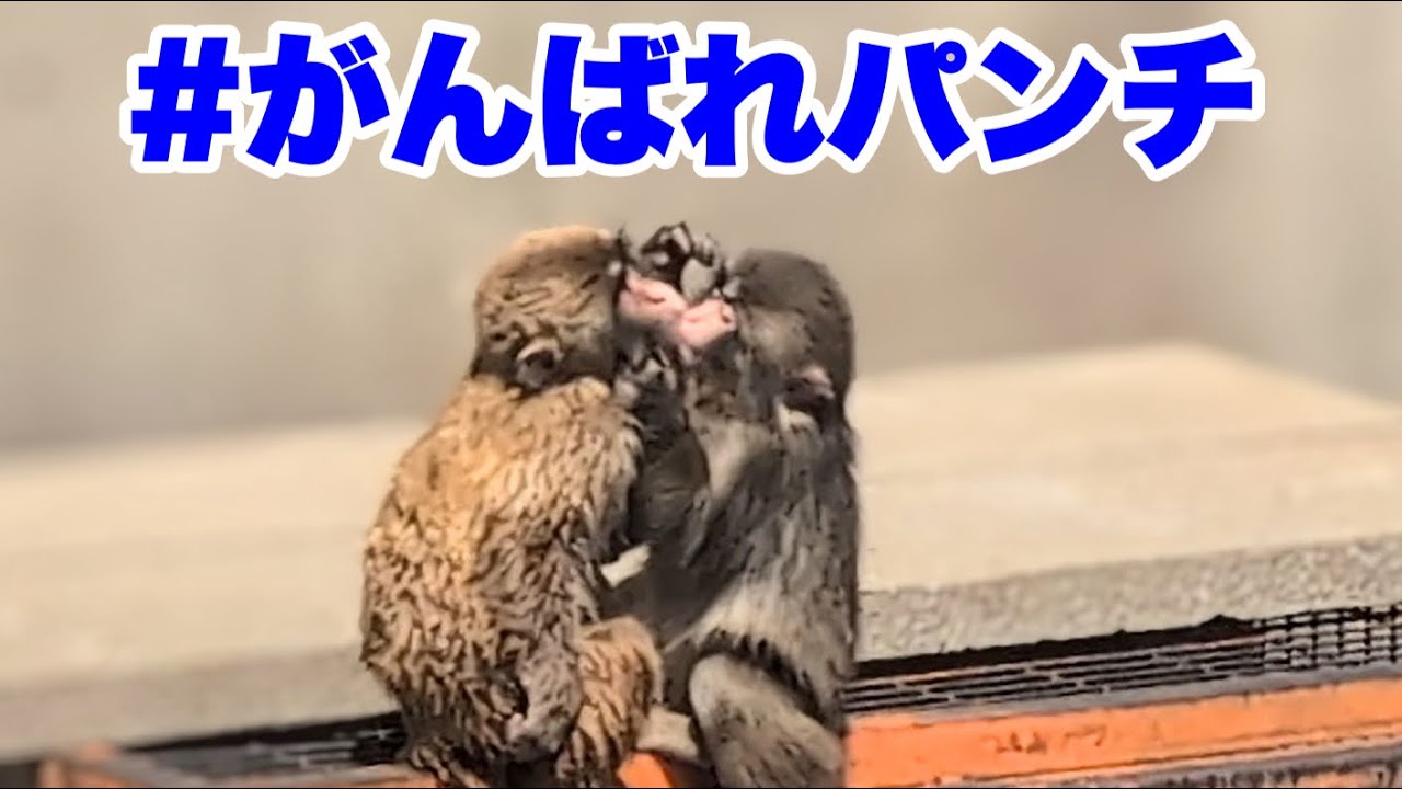 パンチくん、お友達と絆を深める（Punch-kun deepens his bond with