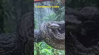 comment next dangerous animals