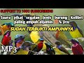 suara pikat semua jenis burung Kolibri_full durasi 1jam_100% ampuh.