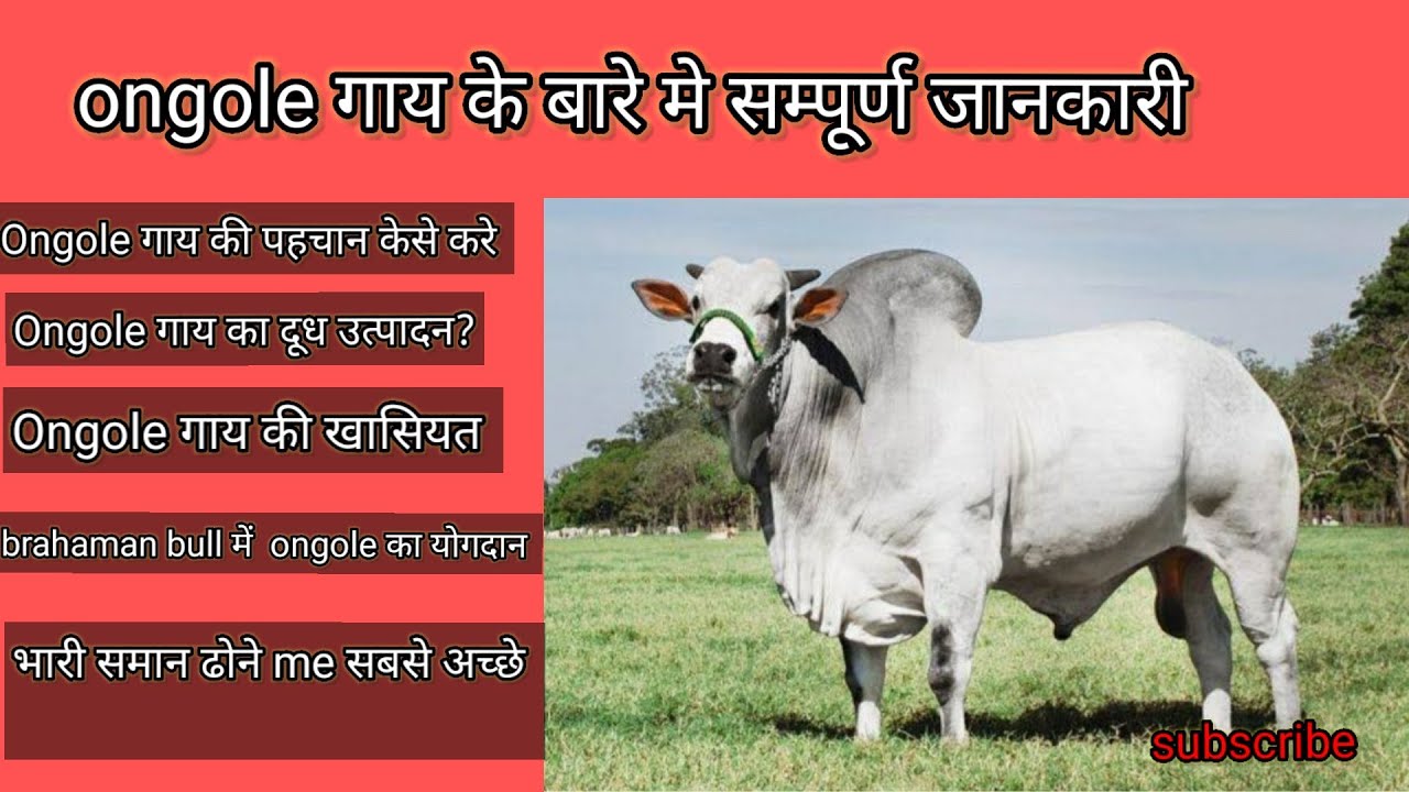 ongole breed 100 percent characteristics