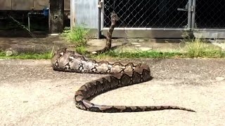 Fat Python Caught After Eating Farmer's Duck