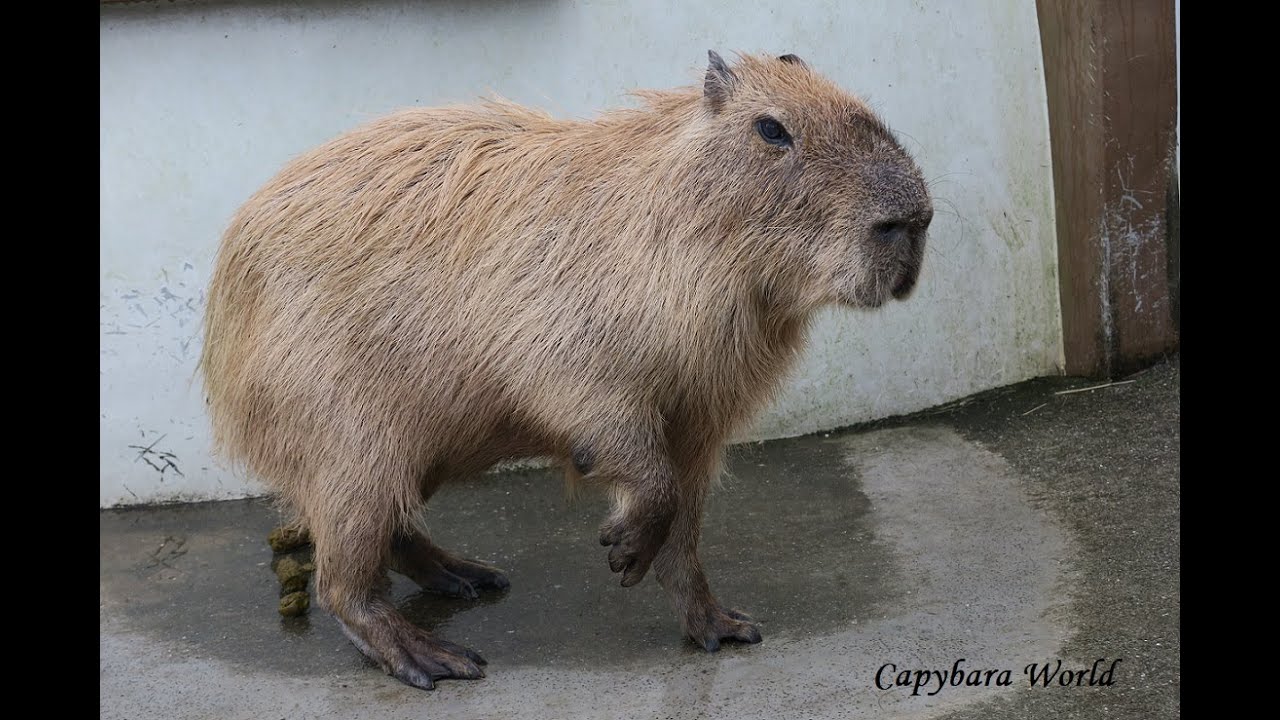 単独行動を好むミンクが、糞やウジ、他の仲間の亡骸でいっぱいの不潔で混み合った金網の檻に閉じ込められたら、どんなにひどい気持ちになるか想像して... |  TikTok, image size:1280x720