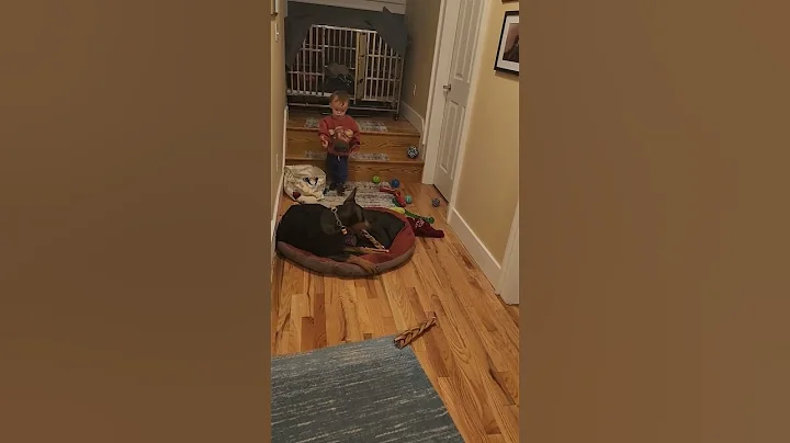 Doberman puppy and interacting with toddler.  The ...