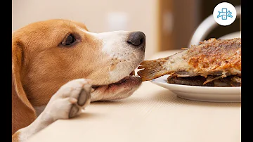 ¿Pueden los perros comer salmón ahumado?