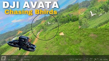 DJI AVATA | Try to chasing birds with motion controller