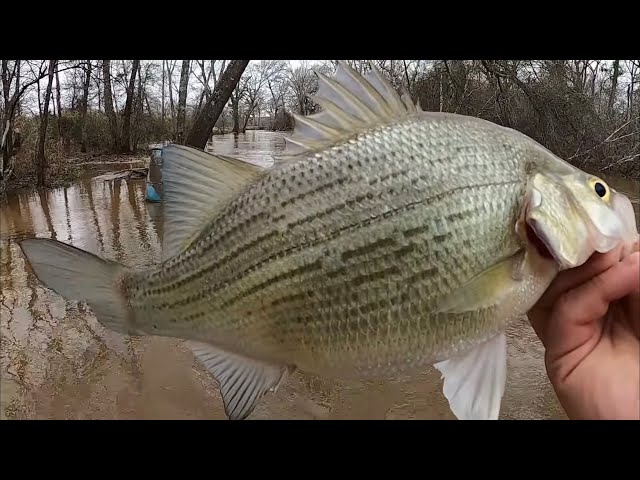 How To LOCATE & CATCH White Bass In SWIFT CURRENT From The Bank‼️ White Bass  Run 2023‼️ 