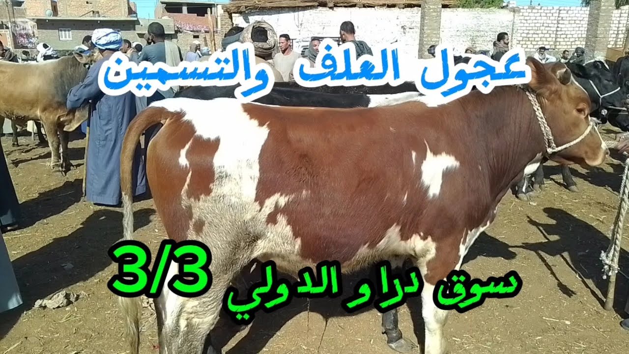 اسعارعجول العلف والتسمين والقنيه داخل سوق دراو ٣/٣