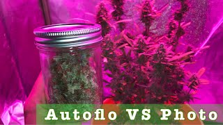 Autoflowering Amnesia Kush Update #6 (Autoflowering vs. photoperiod, end of flowering for Mireill...