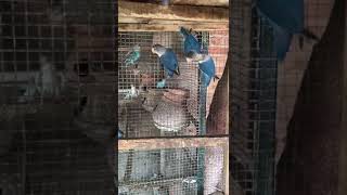 blue body birds | black head birds | white neck birds | yellow nib birds |