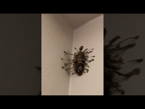 i found this bug in my bathroom..