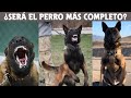 Cosas Que No Sabias De Los Perros Pastor Belga Malinois