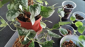 Propagation Scindapsus Silvery Ann - Water and Spaghnum Moss