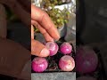Aprende a cultivar tus propias hortalizas con hidroponía 🥬y disfrutá alimentos frescos desde tu casa