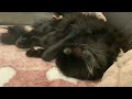 Cat sleeping part 1