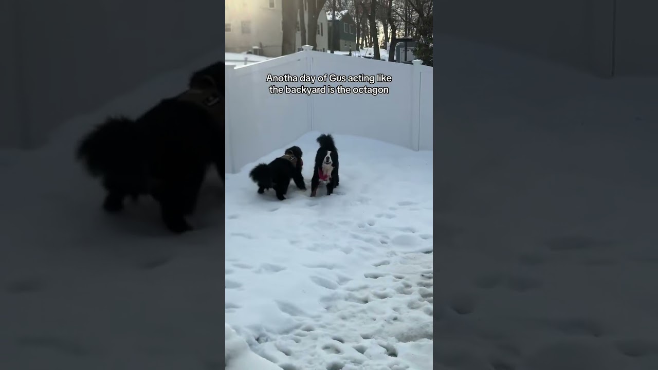 Funny Bernese mountain dog brothers 