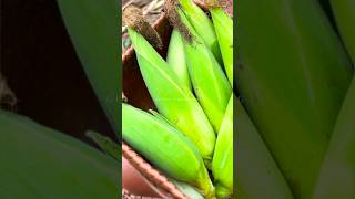 Lucius最愛吃的玉米熟了#fresh #fruit #新鲜采摘 #鄉村生活 #gardening #nature #countrylife #親子