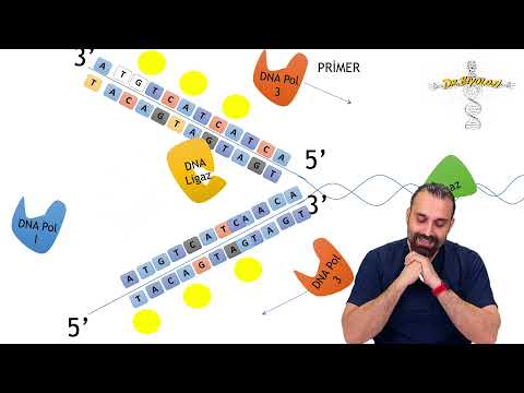 Video: DNA sentezi nasıl yapılır?