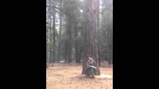 Hazard Tree Removal