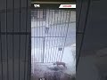 Pitbull ataca homem e cachorra em JF; veja vídeo