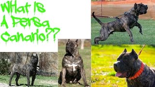 Introducing The Presa Canario!!! by 2 Pitbulls 313 views 7 years ago 7 minutes, 3 seconds