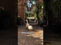 Quack-tastic Duck Shenanigans #duck #quack #ducklings