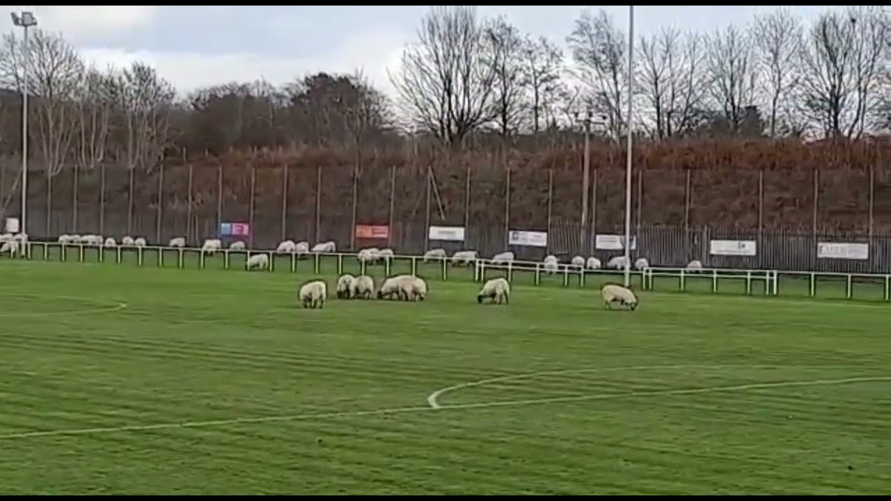 Sheep invade football pitch in Aberdeen, Scotland