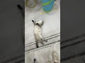 Benim tatlı kedilerim🥰