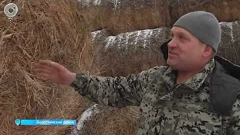 Начинал бизнес с одной коровы: история успеха фермера из Болотнинского района