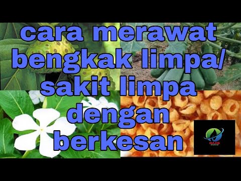 petua / cara merawat sakit limpa / bengkak limpa