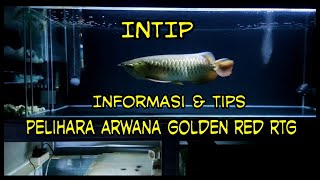 Tips dan trik pelihara ikan arwana golden red dari baby sampai dewasa